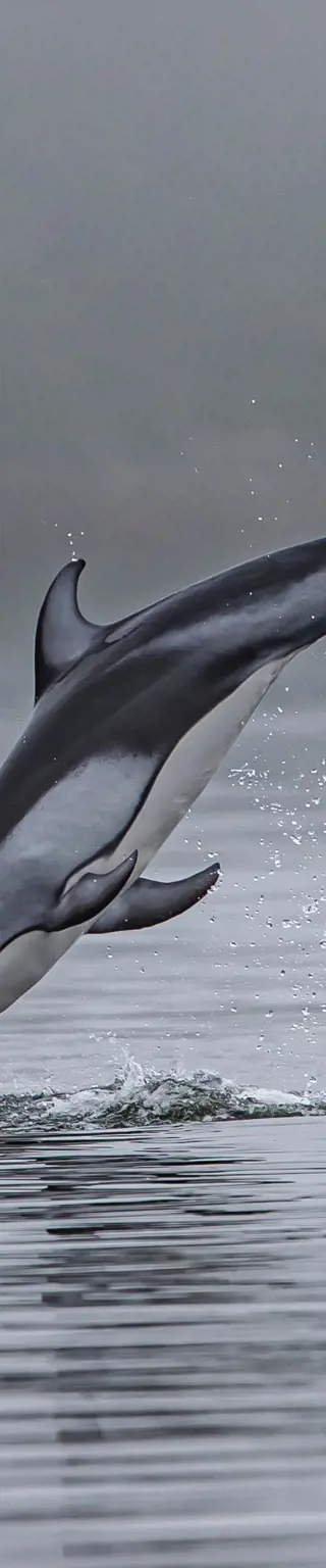 Besichtige das Inselparadies mit einer grosser Artenvielfalt an Meeresbewohnern